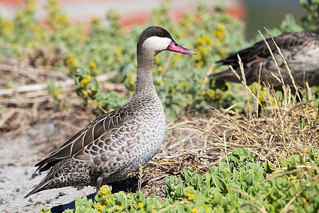 Red-billed Teal (Anas erythrorhyncha), side view of an adult standing on the ground stock-image by Agami/Saverio Gatto,