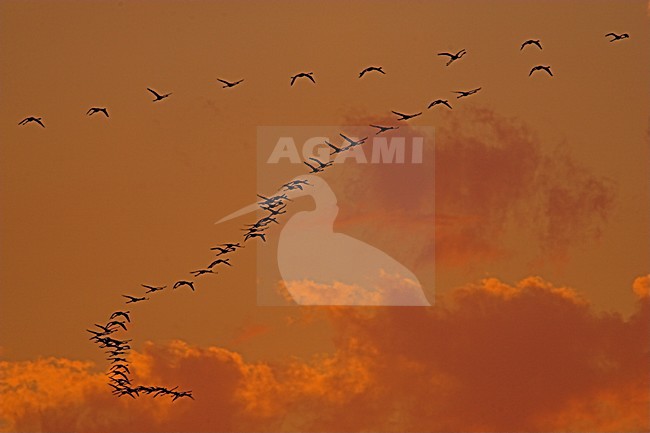 Flamingo in vlucht; Greater Flamingo in flight stock-image by Agami/Menno van Duijn,
