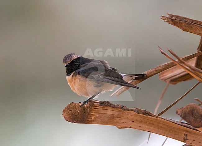 Bonte Tapuit man zittend; Pied Wheatear male perched stock-image by Agami/Marc Guyt,