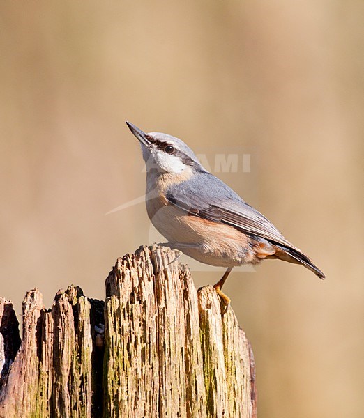 Boomklever zittend op een stronk Nederland, Eurasian Nuthatch perched ona trunck Netherlands stock-image by Agami/Roy de Haas,