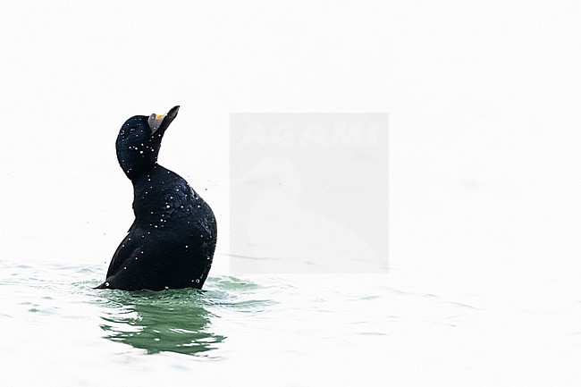  stock-image by Agami/Menno van Duijn,