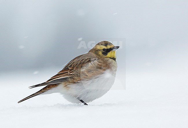 Strandleeuwerik staand in de sneeuw; ShoreLark (Eremophila alpestris) standing in the snow stock-image by Agami/Tomi Muukkonen,