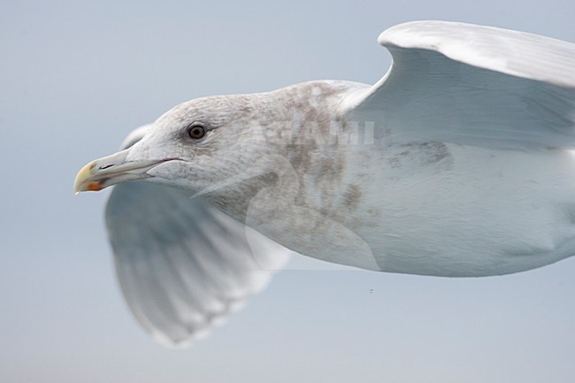 Volwassen Beringmeeuw in de vlucht; Adult Glaucous-winged Gull in flight stock-image by Agami/Martijn Verdoes,
