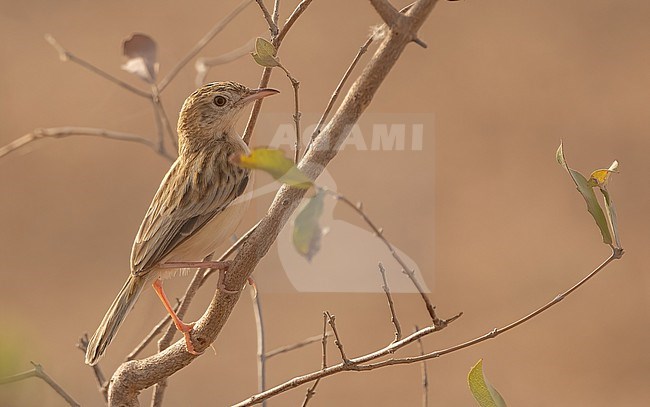 Desert Cisticola (Cisticola aridulus) is the only cisticola which feed prefarably on the ground stock-image by Agami/Eduard Sangster,
