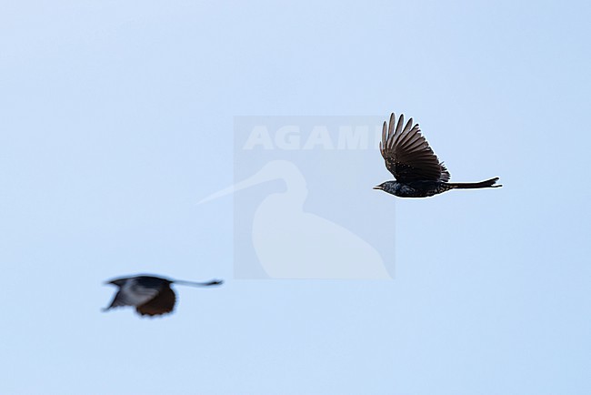 two black black drongo (Dicrurus macrocercus) in flight, found in Dornod Aimag in Mongolia stock-image by Agami/Mathias Putze,