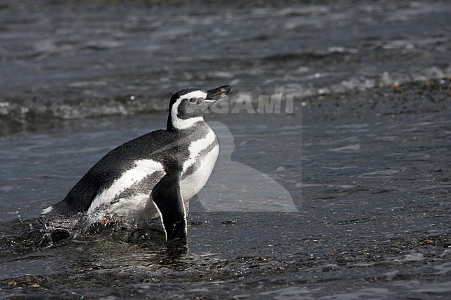 Magelhaenpinguin op het strand; Magellanic Penguin on the shore stock-image by Agami/Marc Guyt,