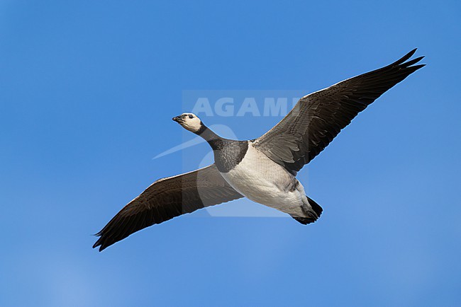  stock-image by Agami/Mathias Putze,