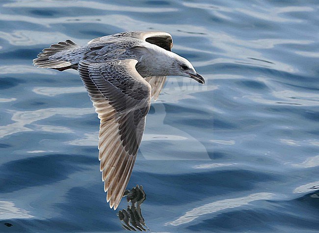 First-winter Slaty-backed Gull (Larus schistisagus) in flight. Wintering bird in Japan. Flying low over the sea. stock-image by Agami/Dani Lopez-Velasco,