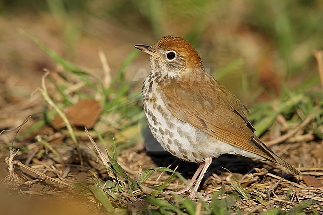 Adult Wood Thrush (Hylocichla mustelina) during spring migration at Galveston County, Texas, USA. stock-image by Agami/Brian E Small,