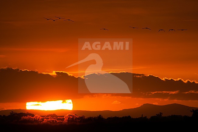 Greater Flamingo, Phoenicopterus roseus flock flying in the sky at sunet. Sun behind the clouds with last light casting over tree tops. stock-image by Agami/Menno van Duijn,