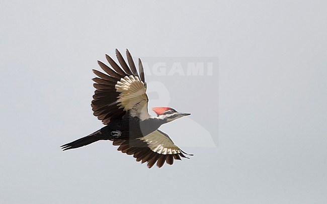 Pileated Woodpecker (Dryocopus pileatus) in flight at Everglades NP, Florida, USA stock-image by Agami/Helge Sorensen,