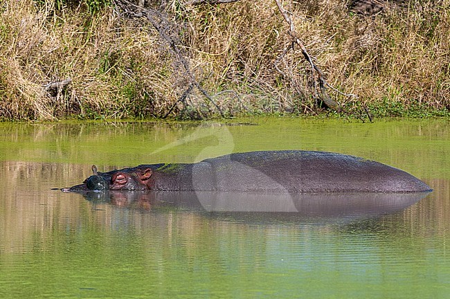 A terrapin basks on the head of a hippopotamus, Hippopotamus amphibius, in a duckweed-covered pond. Mala Mala Game Reserve, South Africa. stock-image by Agami/Sergio Pitamitz,
