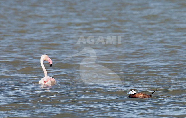  stock-image by Agami/Arnold Meijer,