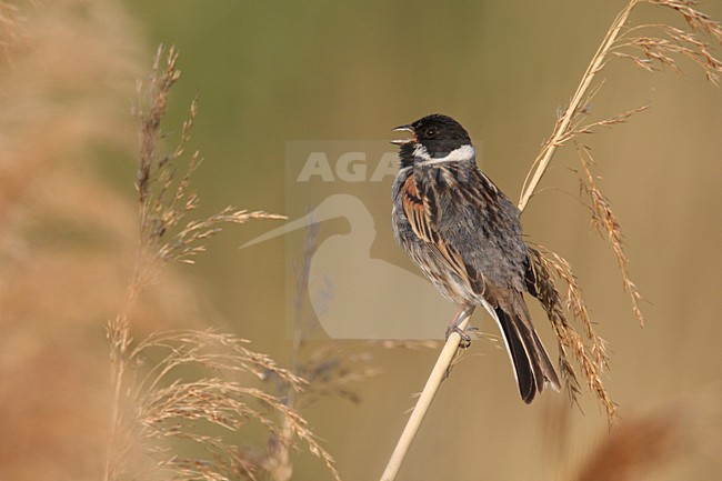 Mannetje Rietgors, Male Common Reed Bunting stock-image by Agami/Chris van Rijswijk,