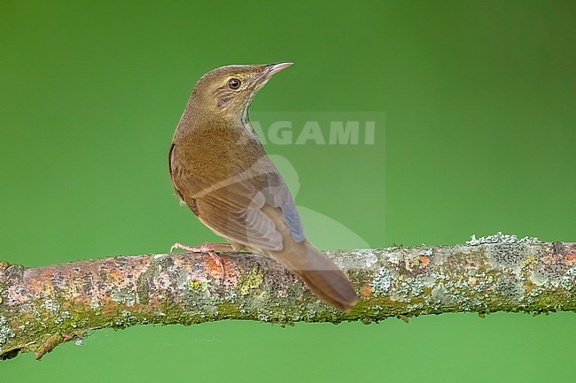 Male River Warbler (Locutella fluviatilis) perched on a branch in Nieuwemolen, Zeeland, the Netherlands. stock-image by Agami/Vincent Legrand,