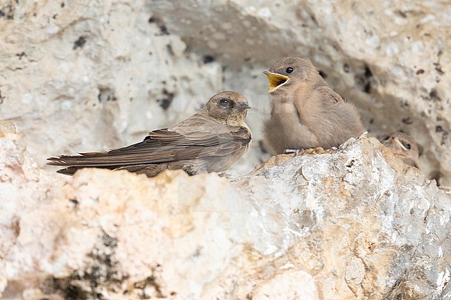 Crag Martin (Ptyonoprogne rupestris), adult perched on a rock together with a juvenile, Campania, Italy stock-image by Agami/Saverio Gatto,
