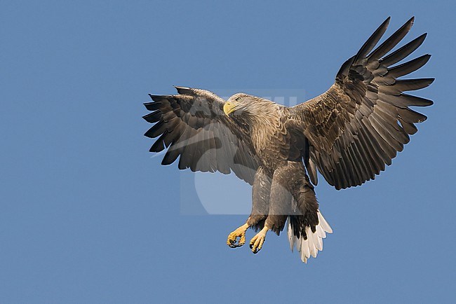 Hovering adult White-tailed Eagle (Haliaeetus albicilla) in mid air. stock-image by Agami/Han Bouwmeester,