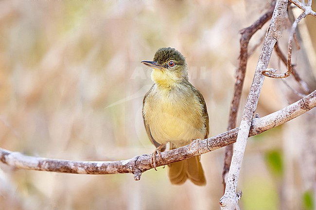 Long-billed Bernieria (Bernieria madagascariensis) perched on a branch in Kirindy Forest Reserve, Madagascar stock-image by Agami/Tomas Grim,