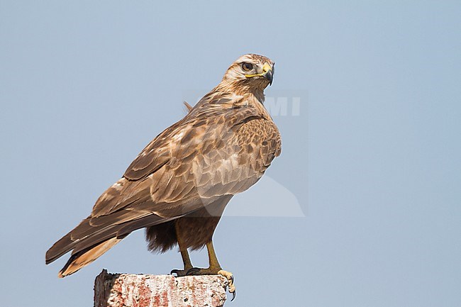 Long-legged Buzzard - Adlerbussard - Buteo rufinus ssp. rufinus, Kazakhstan stock-image by Agami/Ralph Martin,