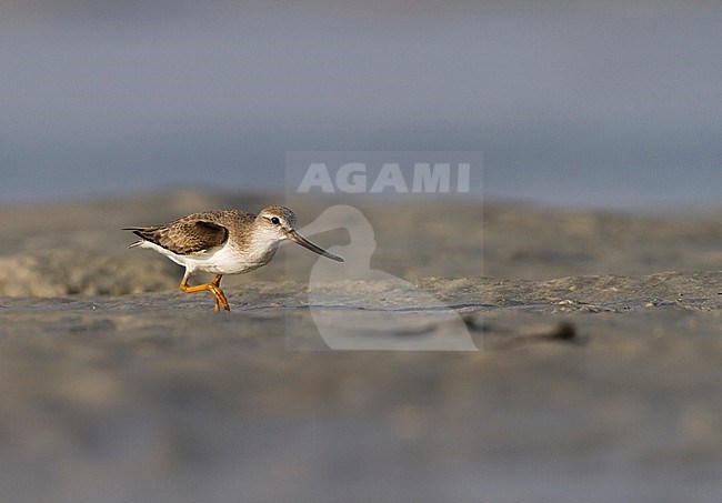 Terek Sandpiper - Terekwasserläufer - Xenus cinereus, Oman, nonbreeding stock-image by Agami/Ralph Martin,
