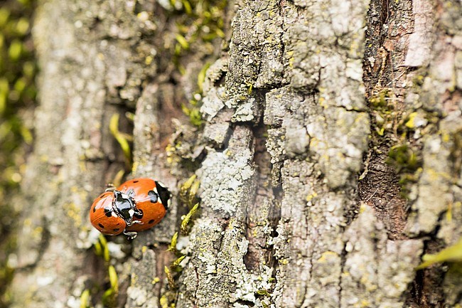 Coccinella septempunctata - Seven-spot Ladybird - Siebenpunkt-Marienkäfer, Germany (Baden-Württemberg), imago stock-image by Agami/Ralph Martin,