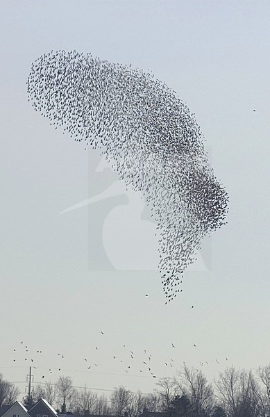 Common Starling flock flying; Spreeuw groep vliegend stock-image by Agami/Hans Gebuis,