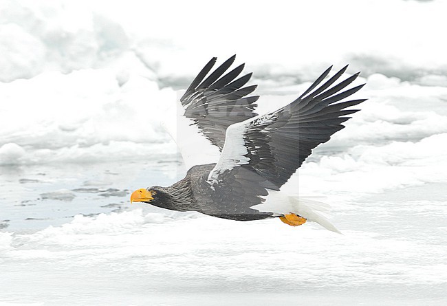 The Steller's Sea Eagle (Haliaeetus pelagicus) is one of the most impressive birds on our planet. It breeds in eastern Russia and winters in Russia, Korea and Japan. This photo is taken at Hokkaido, Japan, where large flocks of birds feed off the floating ice. stock-image by Agami/Eduard Sangster,