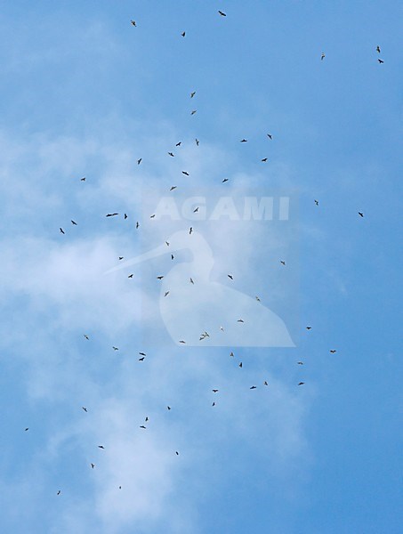 Honey Buzzard group flying; Wespendief groep vliegend stock-image by Agami/Markus Varesvuo,