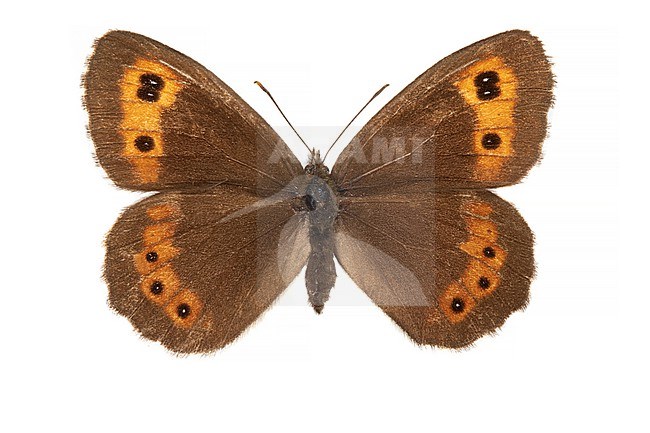 Arran Brown, Boserebia , Erebia ligea stock-image by Agami/Wil Leurs,