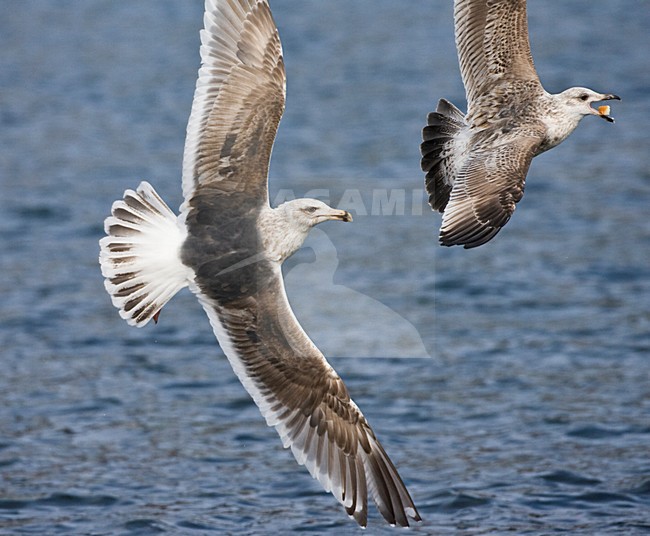 Kamtsjatkameeuw onvolwassen meeuw achtervolgend; Slaty-backed Gull immature chasing gull stock-image by Agami/Marc Guyt,