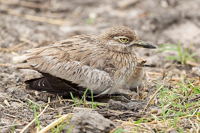 Water Thick-knee (Burhinus vermiculatus), adult female with its chicks, Mpumalanga, South Africa stock-image by Agami/Saverio Gatto,