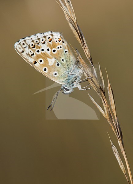 Bleek blauwtje in de Eifel / Chalkhill Blue in the Eifel stock-image by Agami/Bas Mandos,