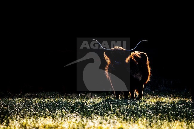 Highland Cow, Bos taurus ss stock-image by Agami/Wil Leurs,