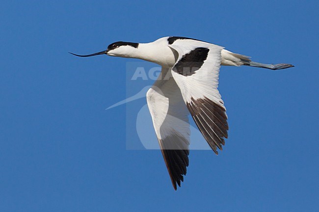 Kluut in de vlucht; Pied Avocet in flight stock-image by Agami/Daniele Occhiato,
