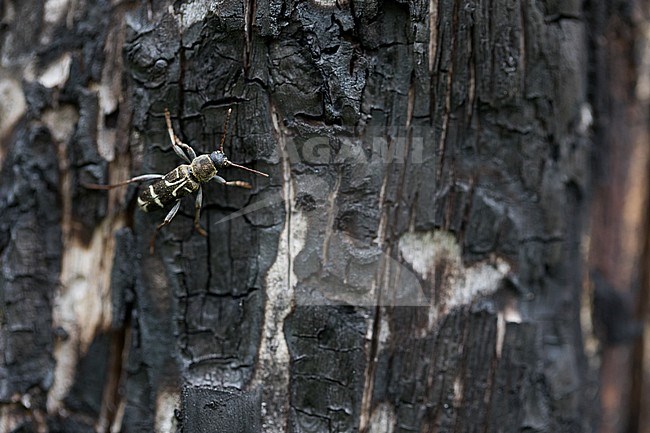 Xylotrechus ibex, Russia (Baikal), imago stock-image by Agami/Ralph Martin,