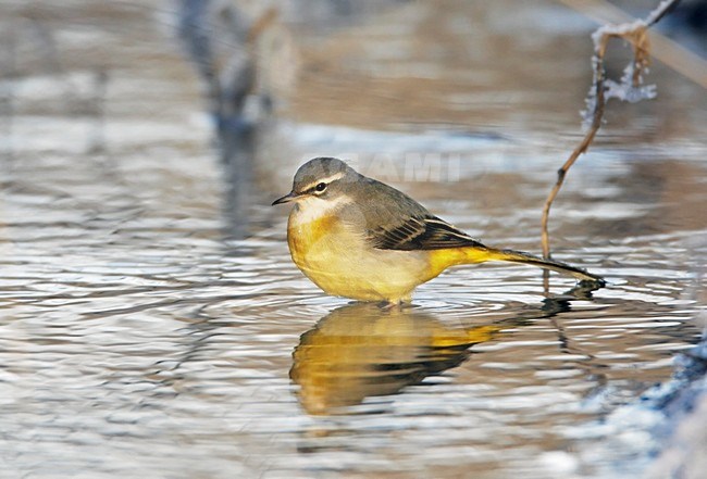 Grote Gele Kwikstaart foeragerend in winter; Grey Wagtail foraging in winter stock-image by Agami/Markus Varesvuo,