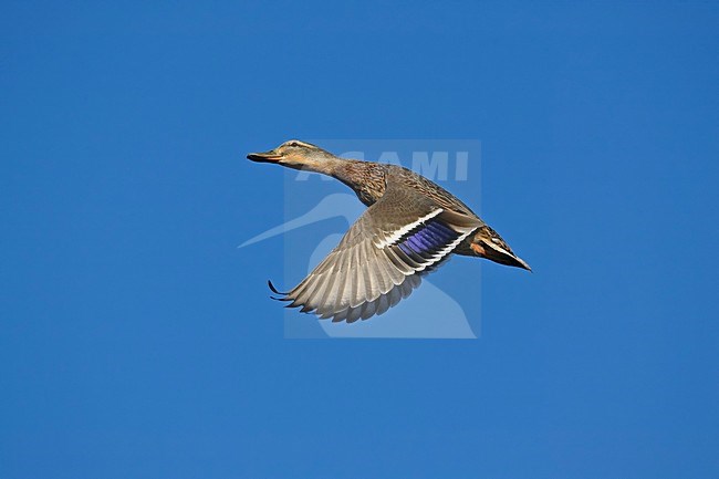 Wilde Eend vliegend; Mallard in flight stock-image by Agami/Markus Varesvuo,