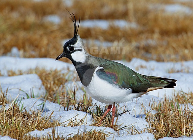 Volwassen Kievit in de winter; Adult Northern Lapwing in winter stock-image by Agami/Markus Varesvuo,