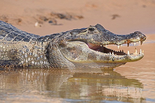 Yacare Caiman (Caiman yacare) is very common in the Pantanal, Brazil stock-image by Agami/Eduard Sangster,