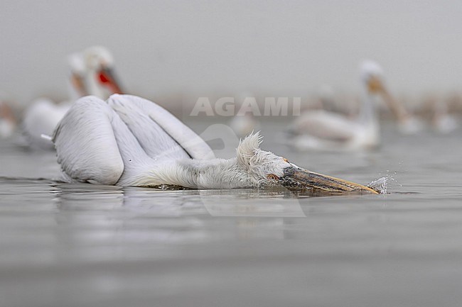 Dalmatian Pelican (Pelecanus crispus) feeding on fish on lake Kerkini in Greece. stock-image by Agami/Marcel Burkhardt,