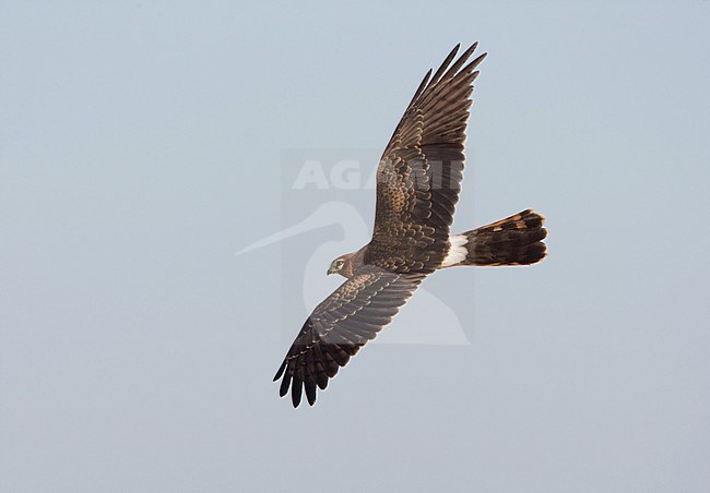 Montagus Harrier, Grauwe Kiekendief, Circus pygargus stock-image by Agami/Arie Ouwerkerk,