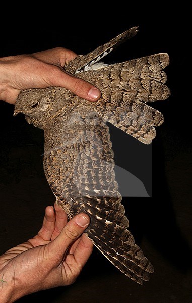 Egyptian Nightjar (Caprimulgus aegyptius) caught in a research station near Eilat in Israel. Showing upper wing pattern. stock-image by Agami/Christian Brinkman,