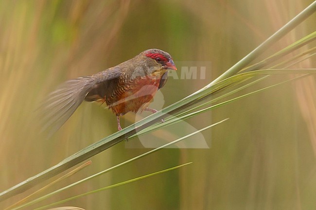 Zebra Waxbill (Amandava subflava) perched stock-image by Agami/Dubi Shapiro,