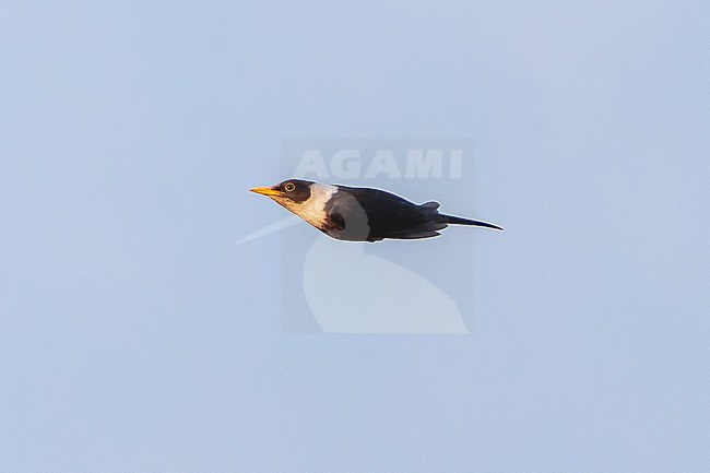 Flying White-collared blackbird (Turdus albocinctus) in Northeast India. stock-image by Agami/Dani Lopez-Velasco,
