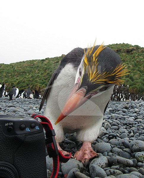 Adult Royal Penguin (Eudyptes schlegeli) checking out a digital camera lying on the shore of Sandy Bay beach on Macquarie island in subantarctic Australia. stock-image by Agami/Marc Guyt,