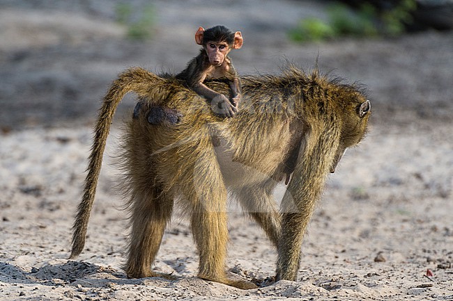 A chacma baboon, Papio ursinus, carrying a newborn in Chobe National Park, Botswana. Botswana. stock-image by Agami/Sergio Pitamitz,