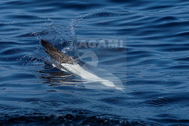 Northern Gannet (Morus bassanus) hunting for fish. stock-image by Agami/Marcel Burkhardt,