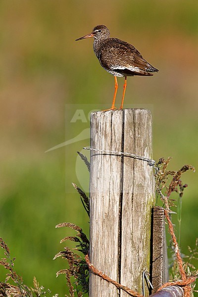 Common Redshank (Tringa totanus) standing on a wooden pole on the edge of a Dutch meadow. stock-image by Agami/Chris van Rijswijk,