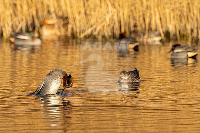  stock-image by Agami/Menno van Duijn,