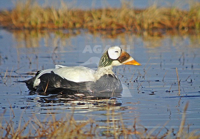 Mannetje Brileider, Male Spectacled Eider stock-image by Agami/Pete Morris,